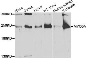 Western blot analysis of extracts of various cell lines, using MYO5A antibody. (MYO5A 抗体)
