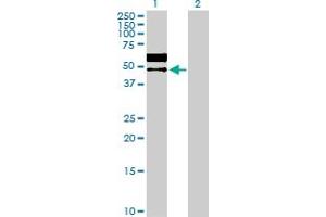 Western Blot analysis of LGMN expression in transfected 293T cell line by LGMN MaxPab polyclonal antibody. (LGMN 抗体  (AA 1-433))