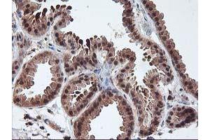 Immunohistochemistry (IHC) image for anti-Leucine Carboxyl Methyltransferase 1 (LCMT1) antibody (ABIN1499109) (LCMT1 抗体)