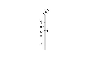 Anti-T Antibody (C-term) at 1:1000 dilution + THP-1 whole cell lysate Lysates/proteins at 20 μg per lane. (STING/TMEM173 抗体  (C-Term))