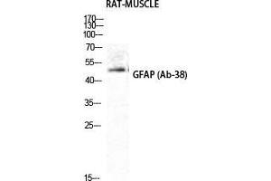 Western Blot (WB) analysis of Rat Muscle cells using GFAP Polyclonal Antibody. (GFAP 抗体  (Ser423))