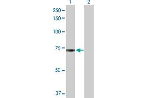 Western Blot analysis of ADCK2 expression in transfected 293T cell line by ADCK2 MaxPab polyclonal antibody. (ADCK2 抗体  (AA 1-626))