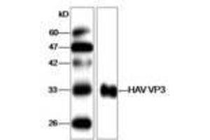 Image no. 1 for anti-Hepatitis A Virus VP3 (HAV VP3) antibody (ABIN791597) (HAV VP3 抗体)