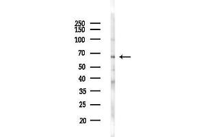 Western blot analysis of lysates from HUVEC cells(starvation,24h treatment), using Phospho-Atg14 (Ser29) Antibody at 1/1000 dilution.
