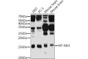 Western blot analysis of extracts of various cell lines, using MT-ND3 antibody (ABIN7268601) at 1:500 dilution.