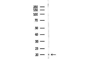 Western blot analysis of lysates from Mouse brain, using TCEAL1 Antibody at 1/1000 dilution.