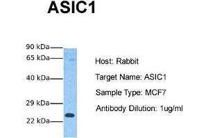 Host: Rabbit Target Name: ASIC1 Sample Tissue: Human MCF7 Antibody Dilution: 1. (ASIC1 抗体  (N-Term))