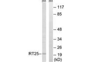 Western Blotting (WB) image for anti-Mitochondrial Ribosomal Protein S25 (MRPS25) (AA 124-173) antibody (ABIN2890409) (MRPS25 抗体  (AA 124-173))