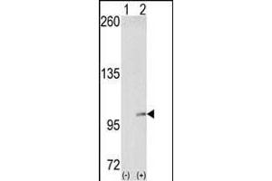 Western blot analysis of EphA4 (arrow) using EphA4 Antibody (N-term) (ABIN391889 and ABIN2841709). (EPH Receptor A4 抗体  (N-Term))