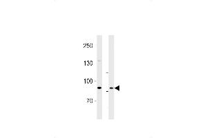 SEB Antibody (C-term) (ABIN1881786 and ABIN2843375) western blot analysis in U87-MG cell line and rat brain lysates (35 μg/lane). (SEMA6B 抗体  (C-Term))