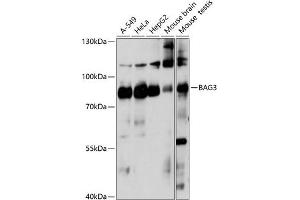 Western blot analysis of extracts of various cell lines, using B antibody (ABIN7265851) at 1:1000 dilution. (BAG3 抗体  (AA 380-575))