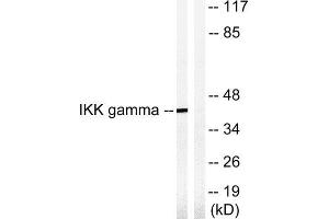 Western Blotting (WB) image for anti-Inhibitor of kappa Light Polypeptide Gene Enhancer in B-Cells, Kinase gamma (IKBKG) (Ser85) antibody (ABIN1848072)