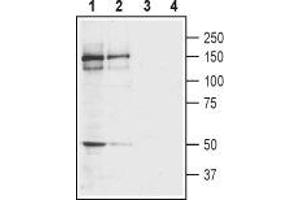 Western Blotting (WB) image for anti-Glutamate Receptor, Ionotropic, Kainate 4 (GRIK4) (AA 49-61), (Extracellular) antibody (ABIN7043240)