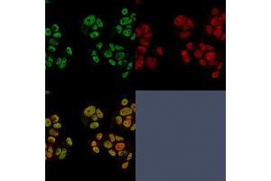 Confocal immunofluorescence of PFA-fixed MCF-7 cells using Heregulin-1 Mouse Monoclonal Antibody (NRG1/2752) followed by Goat-anti Mouse CF488 (green) and Reddot is used to label the nuclei red. (Neuregulin 1 抗体  (AA 21-242))