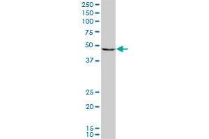 PAX8 monoclonal antibody (M09), clone 3H7. (PAX8 抗体  (AA 1-450))