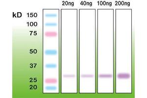 Western Blotting (WB) image for anti-Trysin (N-Term) antibody (ABIN870336) (Trysin (N-Term) 抗体)