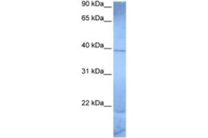 Western Blotting (WB) image for anti-Zinc Finger Protein 121 (ZNF121) antibody (ABIN2463330) (ZNF121 抗体)