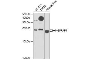 Western blot analysis of extracts of various cell lines, using NGFR Antibody (ABIN6130898, ABIN6144616, ABIN6144617 and ABIN6223129) at 1:1000 dilution. (Nerve Growth Factor Receptor (TNFRSF16) Associated Protein 1 (NGFRAP1) (AA 1-111) 抗体)