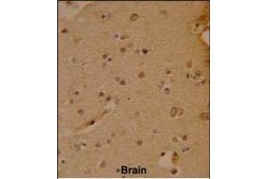 Formalin-fixed and paraffin-embedded human brain reacted with SOX4 Antibody (N-term), which was peroxidase-conjugated to the secondary antibody, followed by DAB staining. (SOX4 抗体  (N-Term))