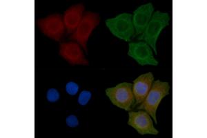 ABIN6258165 and ABIN6275959 staining Hela cells(45 min of heat-shock) by IF/ICC. (GPR152 抗体  (N-Term))