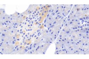 Detection of TF in Rabbit Pancreas Tissue using Polyclonal Antibody to Tissue Factor (TF)