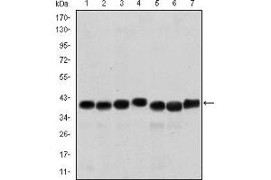 Western blot analysis using SMN1 mouse mAb against HepG2 (1), Hela (2), K562 (3), Jurkat (4), SKBR-3 (5), A431 (6) and Cos7 (7) cell lysate. (SMN1 抗体)