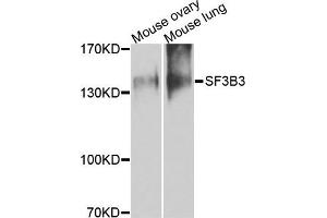 Western blot analysis of extracts of mouse tissues, using SF3B3 antibody. (SF3B3 抗体)