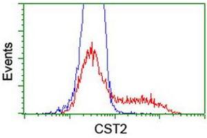 Image no. 2 for anti-Cystatin SA (CST2) antibody (ABIN1497758) (CST2 抗体)