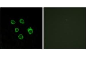 Immunofluorescence analysis of COS7 cells, using FZD5 Antibody. (FZD5 抗体  (AA 31-80))