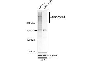 Western blot analysis of extracts from normal (control) and NG2/CSPG4 knockout (KO) HeLa cells, using NG2/CSPG4 antibody (ABIN1679389, ABIN3017852, ABIN3017853 and ABIN5664347) at 1:1000 dilution. (NG2 抗体  (AA 1950-2210))
