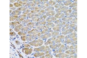 Immunohistochemistry of paraffin-embedded Mouse stomach using VPS37A Polyclonal Antibody at dilution of 1:100 (40x lens). (VPS37A 抗体)