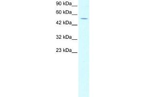 Western Blotting (WB) image for anti-EVX1 (EVX1) (N-Term) antibody (ABIN2792604)