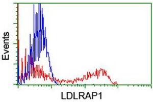 HEK293T cells transfected with either RC206643 overexpress plasmid (Red) or empty vector control plasmid (Blue) were immunostained by anti-LDLRAP1 antibody (ABIN2455233), and then analyzed by flow cytometry. (LDLRAP1 抗体)