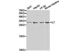 Western Blotting (WB) image for anti-Interleukin 7 (IL7) antibody (ABIN1873218) (IL-7 抗体)