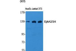 Western Blot (WB) analysis of specific cells using EphA2/3/4 Polyclonal Antibody. (EPHA2/3/4 抗体  (Lys14))