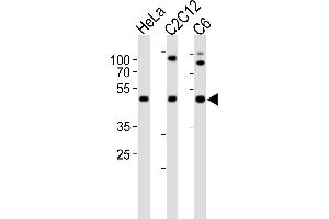 Western blot analysis of lysates from HeLa, mouse C2C12, rat C6 cell line (from left to right), using FAH1B1 Antibody (N-term) (ABIN6243934 and ABIN6577633). (PAFAH1B1 抗体  (N-Term))