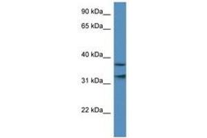 Image no. 1 for anti-Mortality Factor 4 Like 1 (MORF4L1) (AA 36-85) antibody (ABIN6740315) (MORF4L1 抗体  (AA 36-85))