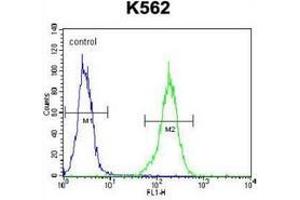 Flow cytometric analysis of K562 cells (right histogram) compared to a negative control cell (left histogram) using NKAIN1 / FAM77C  Antibody (C-term), followed by FITC-conjugated goat-anti-rabbit secondary antibodies. (NKAIN1 抗体  (C-Term))