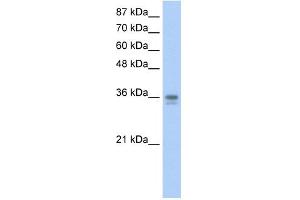 WB Suggested Anti-NANOG Antibody Titration:  0. (Nanog 抗体  (N-Term))