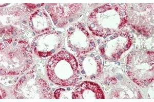 Detection of AST2 in Human Kidney Tissue using Polyclonal Antibody to Aspartate Aminotransferase 2 (AST2) (GOT2 抗体  (AA 30-430))