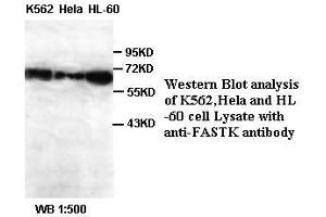 Image no. 1 for anti-Fas-Activated serine/threonine Kinase (FASTK) antibody (ABIN791152) (FASTK 抗体)