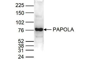 Western Blot of anti-PAPOLA antibody Western Blot results of Rabbit anti-PAPOLA antibody. (PAPOLA 抗体  (C-Term))