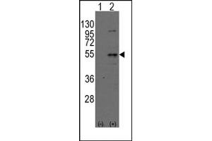 Image no. 1 for anti-Dystrobrevin Binding Protein 1 (DTNBP1) (N-Term) antibody (ABIN357845) (DTNBP1 抗体  (N-Term))