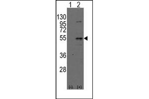 Image no. 1 for anti-Dystrobrevin Binding Protein 1 (DTNBP1) (N-Term) antibody (ABIN357845) (DTNBP1 抗体  (N-Term))