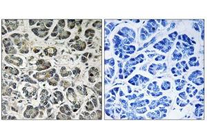Immunohistochemistry analysis of paraffin-embedded human pancreas tissue using NDUFA8 antibody. (NDUFA8 抗体  (Internal Region))