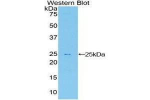 Western Blotting (WB) image for anti-Sprouty Homolog 1, Antagonist of FGF Signaling (SPRY1) (AA 118-309) antibody (ABIN1860620) (SPRY1 抗体  (AA 118-309))