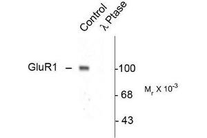 Image no. 1 for anti-Glutamate Receptor 1 (GLUR1) (pSer845) antibody (ABIN372653) (Glutamate Receptor 1 抗体  (pSer845))