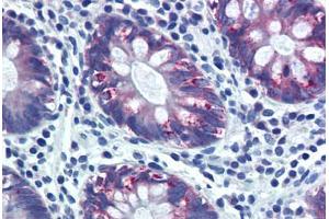 Human Colon (formalin-fixed, paraffin-embedded) stained with AGR2 antibody ABIN291006 at 20 ug/ml followed by biotinylated goat anti-rabbit IgG secondary antibody ABIN481713, alkaline phosphatase-streptavidin and chromogen. (AGR2 抗体  (AA 55-72))