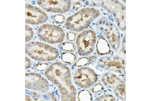 Immunohistochemistry of paraffin-embedded rat kidney using RBBP9 Rabbit pAb (ABIN6129095, ABIN6146752, ABIN6146753 and ABIN6220638) at dilution of 1:200 (40x lens). (RBBP9 抗体  (AA 1-186))