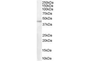 ABIN185395 (0. (Arrestin 3 抗体  (Internal Region))